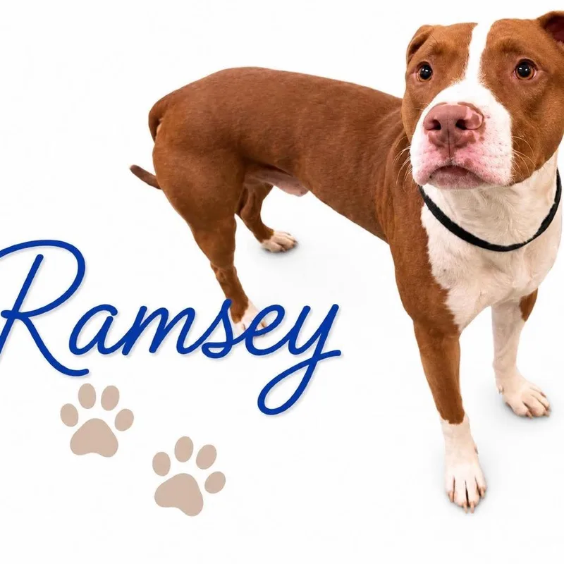 An adult large-sized male Brown / Chocolate Mixed Breed dog named Ramsey for adoption in Memphis, TN