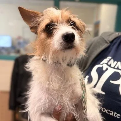 An adult small-sized female Chihuahua dog named Dixie for adoption in Philadelphia, PA