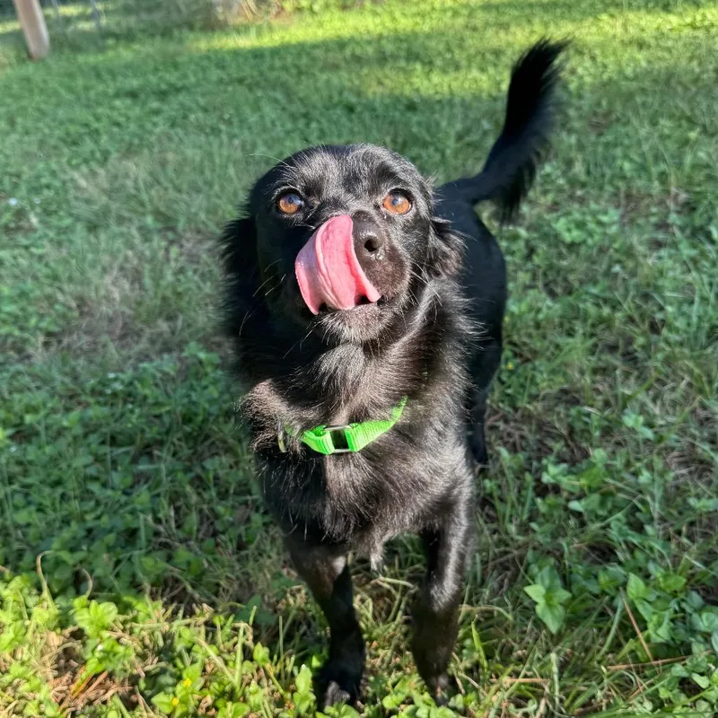 An adult small-sized male Black Chihuahua dog named Loki Onyx for adoption in Houston, TX