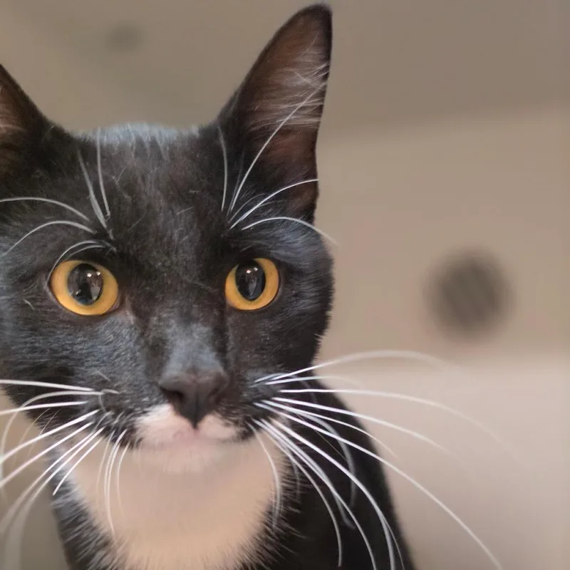 A young small-sized male Black Domestic Short Hair cat named Jingles for adoption in Troy, IL
