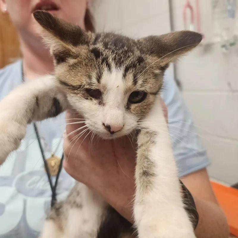 A baby small-sized male Domestic Short Hair cat named Flint for adoption in Evensville, TN