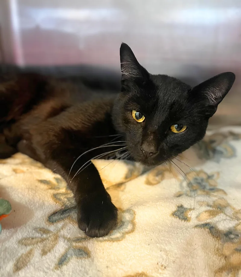 An adult medium-sized male Black Domestic Short Hair cat named Brooker for adoption in Seville, OH