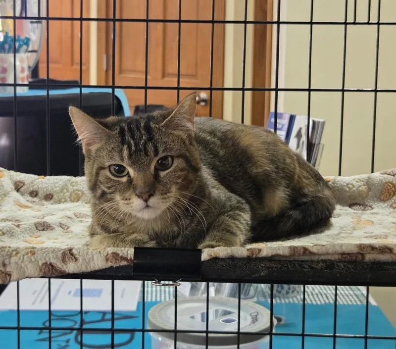 Priscilla Presley thumbnail 2