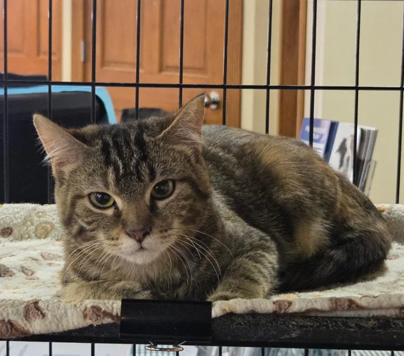 Priscilla Presley thumbnail 3