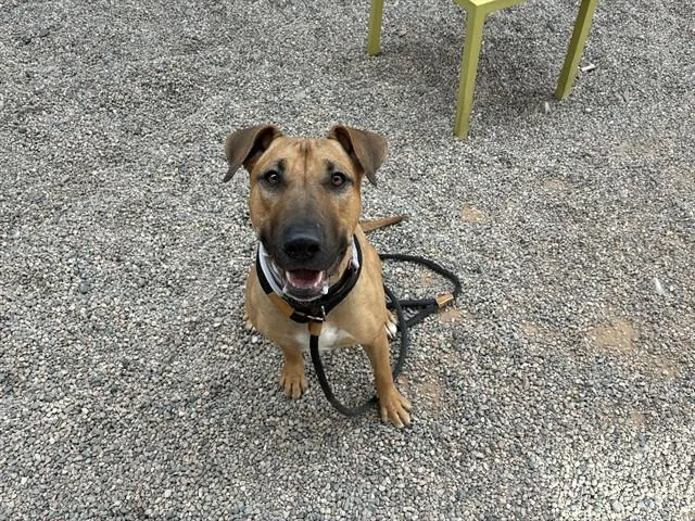 A young large-sized female Pit Bull Terrier dog named Leia for adoption in Mesa, AZ
