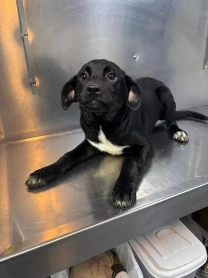 A baby medium-sized male Mixed Breed dog named Jam  D for adoption in West Chester, PA