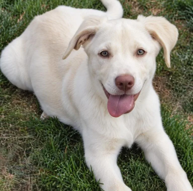 A baby large-sized female Labrador Retriever dog named Bonnie for adoption in Mead, CO