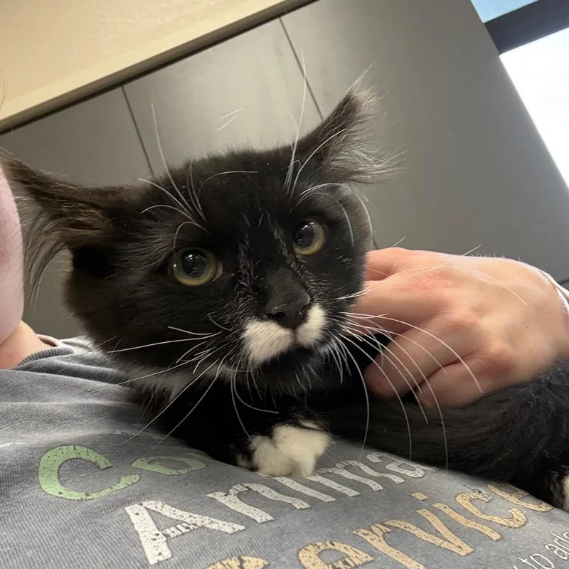 A baby small-sized male Black Domestic Long Hair cat named Mustache for adoption in Morganton, NC