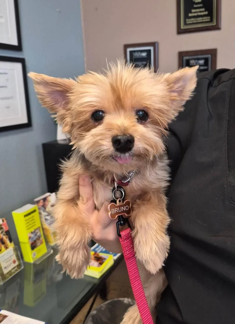 A senior small-sized male Tricolor (Brown, Black, & White) Yorkshire Terrier dog named Bruno for adoption in Scottsdale, AZ