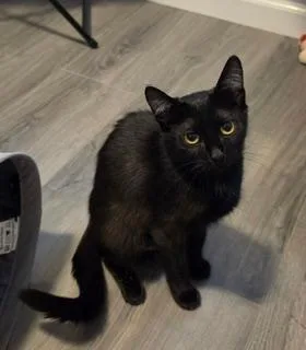 A young medium-sized female Black Domestic Short Hair cat named Carrie for adoption in Lambertville, NJ
