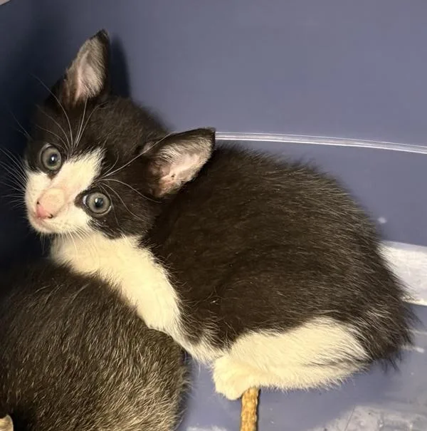 A baby small-sized male Domestic Short Hair cat named Kcc for adoption in Lawrenceville, GA