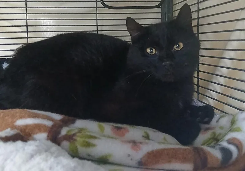 An adult medium-sized male Black Domestic Short Hair cat named Gatsby for adoption in Dickson, TN