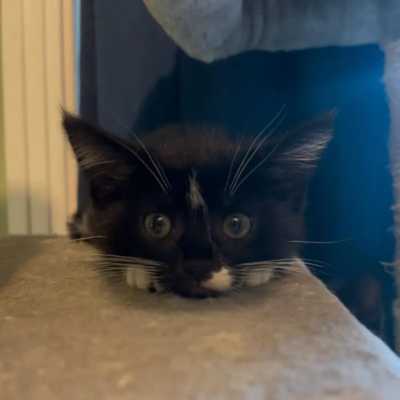 A baby small-sized male Black Domestic Short Hair cat named Oreo for adoption in Milan, IL