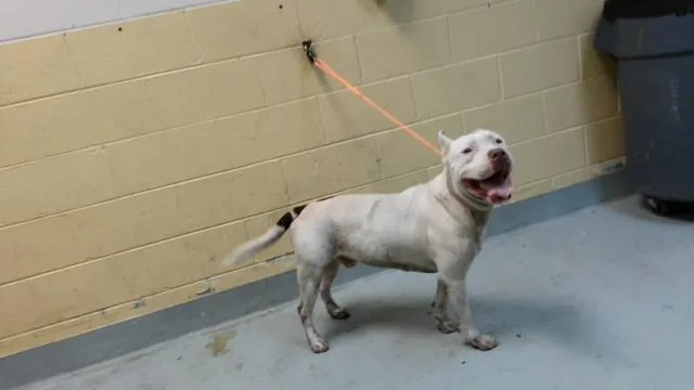 An adult large-sized male Pit Bull Terrier dog named Kilo for adoption in Tulsa, OK