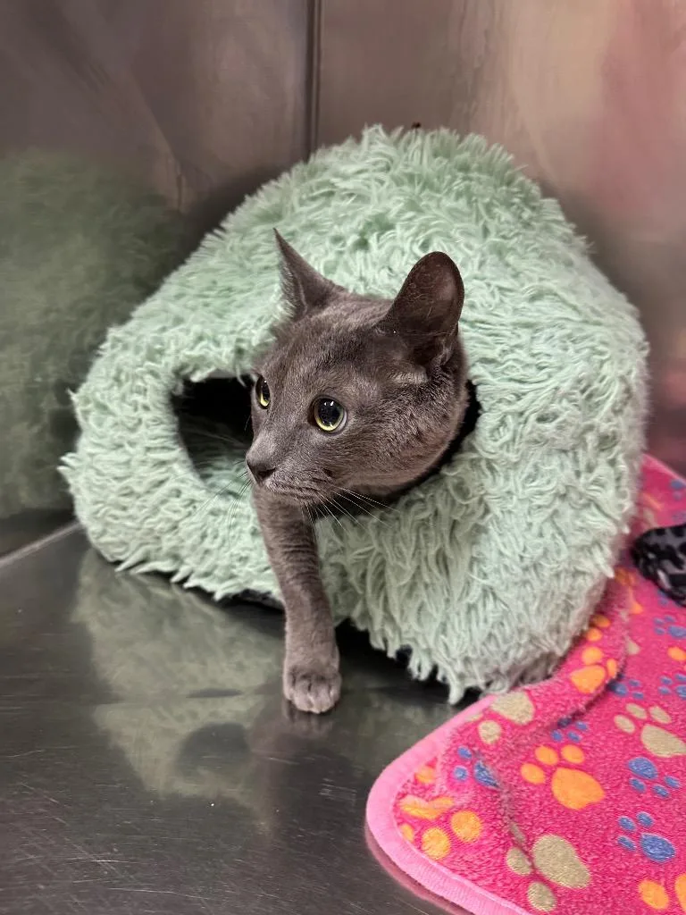 An adult medium-sized male Domestic Short Hair cat named Art for adoption in Newberg, OR