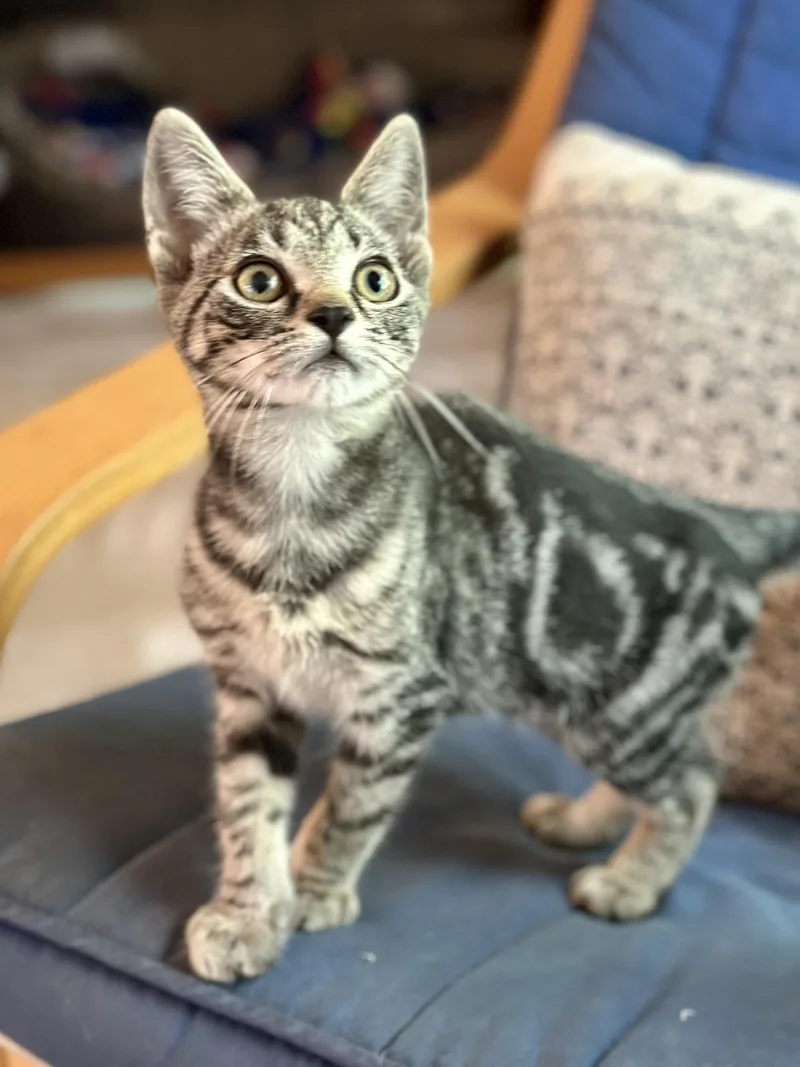A young medium-sized male Domestic Short Hair cat named Sparky for adoption in Suffolk, VA