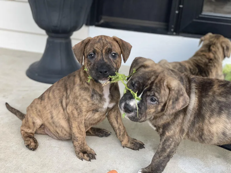 A baby medium-sized female Brindle Catahoula Leopard Dog dog named Birdie for adoption in Union Grove, WI