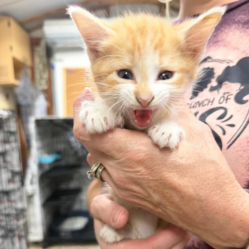 A baby small-sized male Orange / Red Domestic Short Hair cat named Templeton for adoption in Gainesville, FL