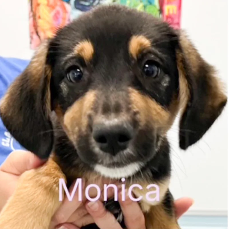 A baby medium-sized female Tricolor (Brown, Black, & White) Shepherd dog named Monica for adoption in Albany, NY