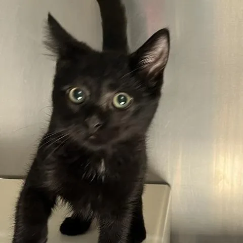 A baby small-sized male Black Domestic Short Hair cat named Templeton for adoption in Baltimore, MD