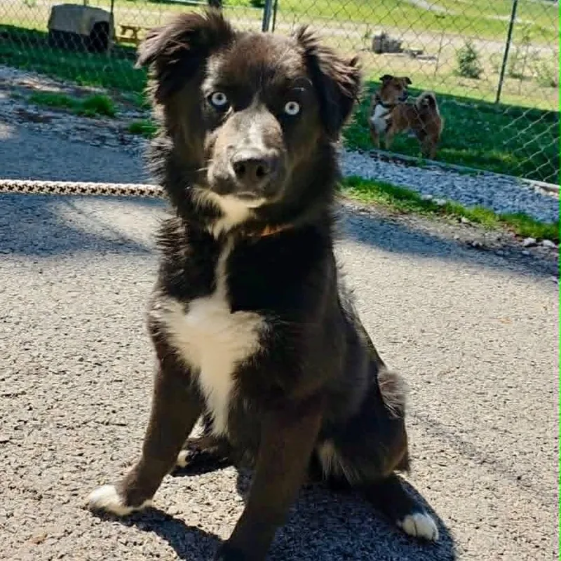 A young small-sized female Black Mixed Breed dog named Effie for adoption in Washington Township, OH