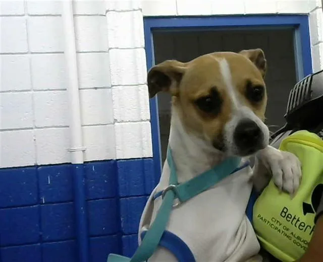 An adult small-sized male Beagle dog named Goofy for adoption in Albuquerque, NM
