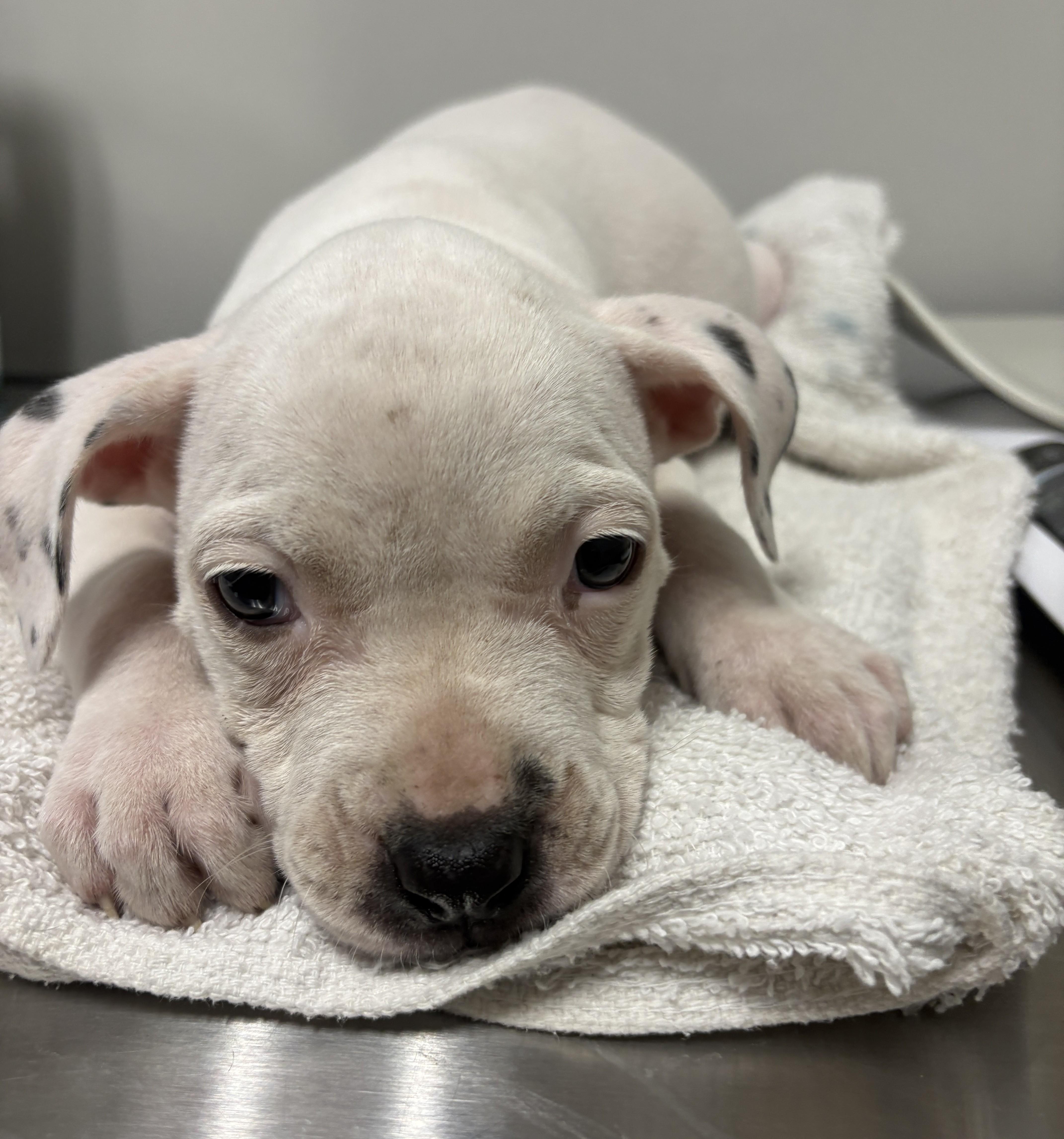 A baby large-sized female White / Cream Pit Bull Terrier dog named Field for adoption in Detroit, MI