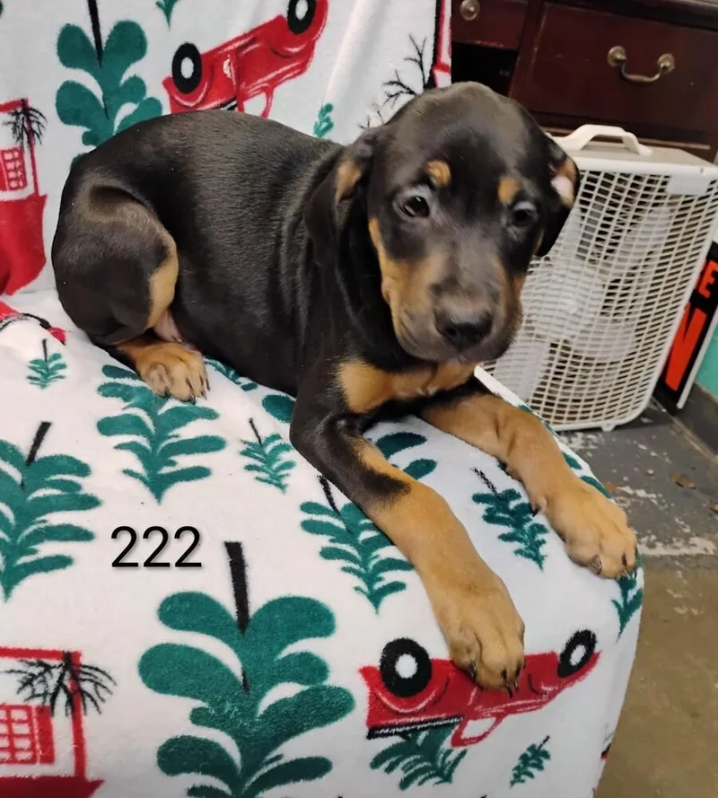A baby small-sized male Labrador Retriever dog named Cider for adoption in New Lexington, OH