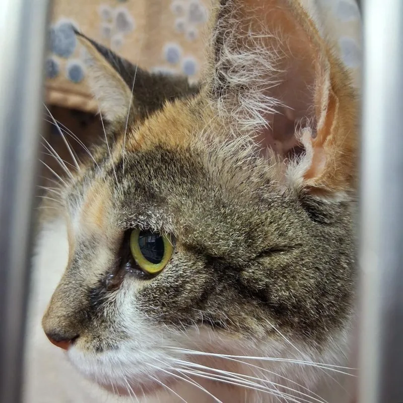 A senior large-sized female Calico Domestic Short Hair cat named Brindy for adoption in Middlebury, VT