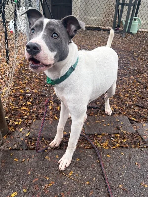 A young large-sized female White / Cream Mixed Breed dog named Olivia for adoption in Cincinnati, OH