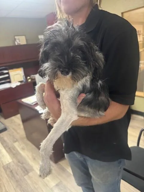 An adult small-sized male Black Miniature Schnauzer dog named Marcus for adoption in Cushing, OK