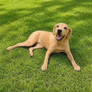Bonnie