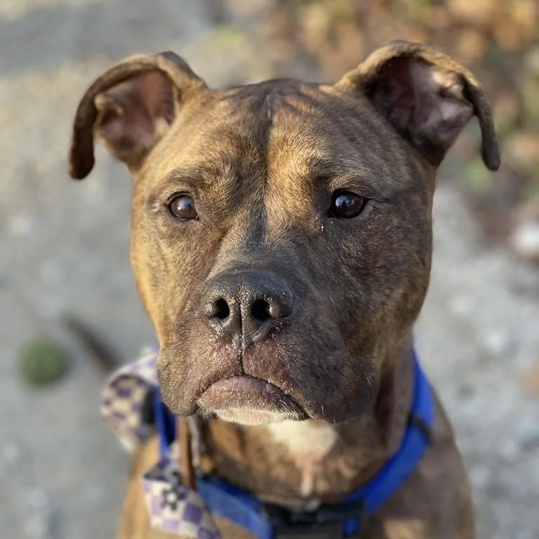 Ruby Bristol thumbnail 2