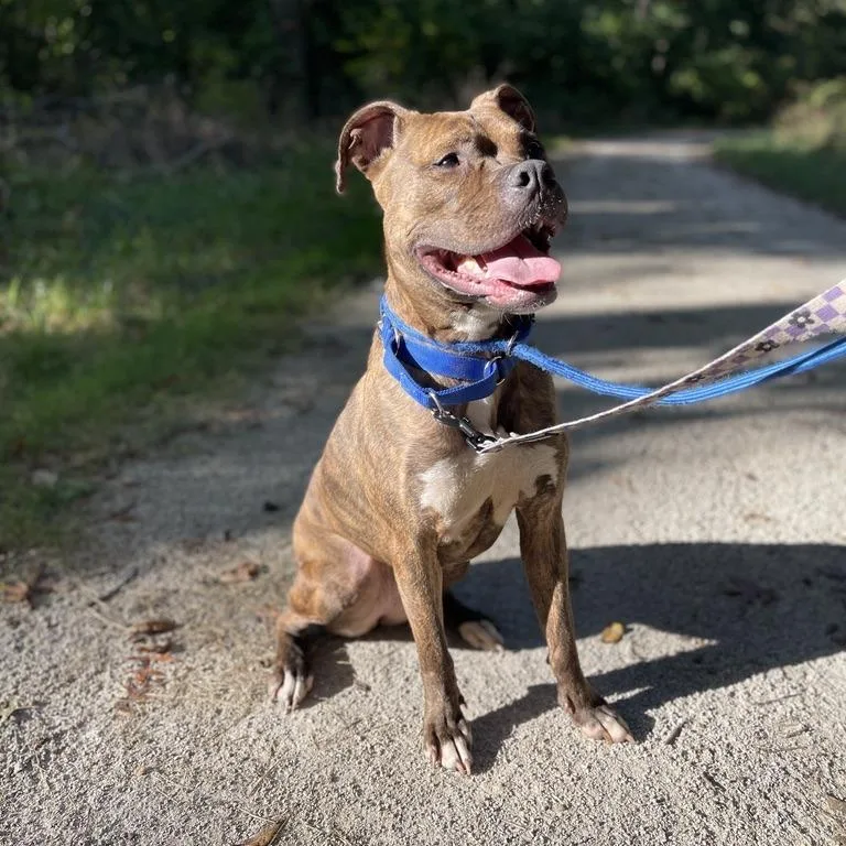 Ruby Bristol thumbnail 3