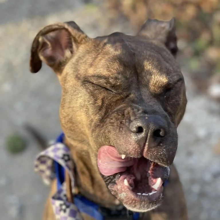 Ruby Bristol thumbnail 4