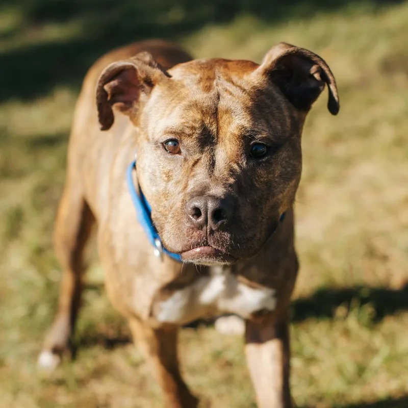 Ruby Bristol thumbnail 5