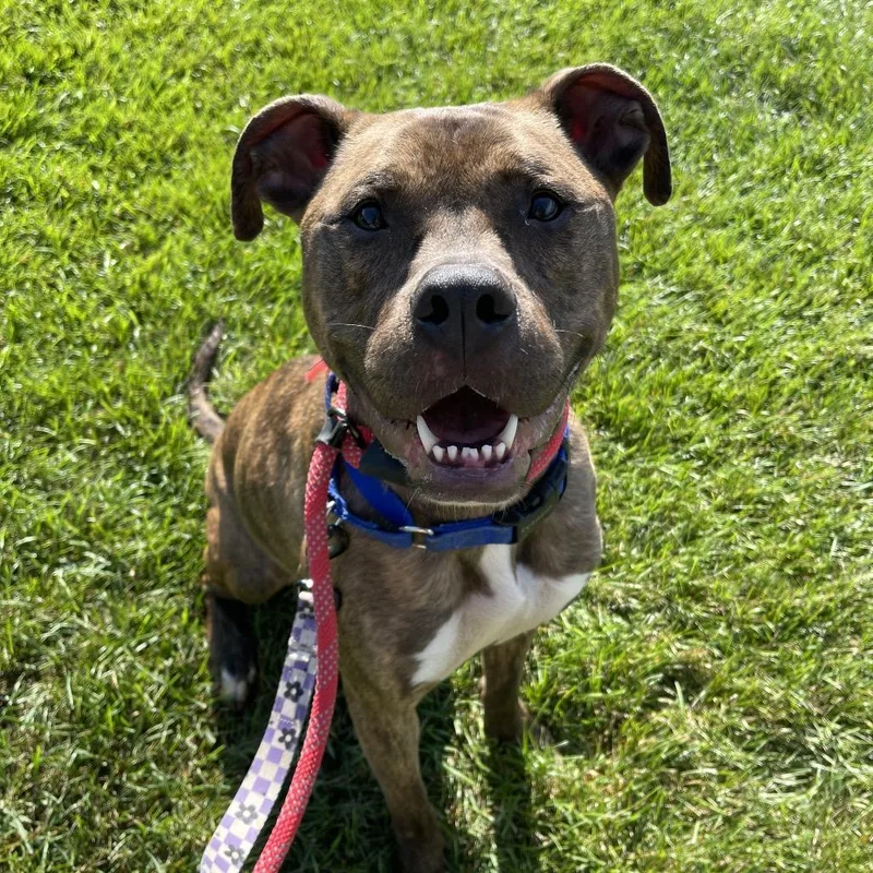 Ruby Bristol thumbnail 6