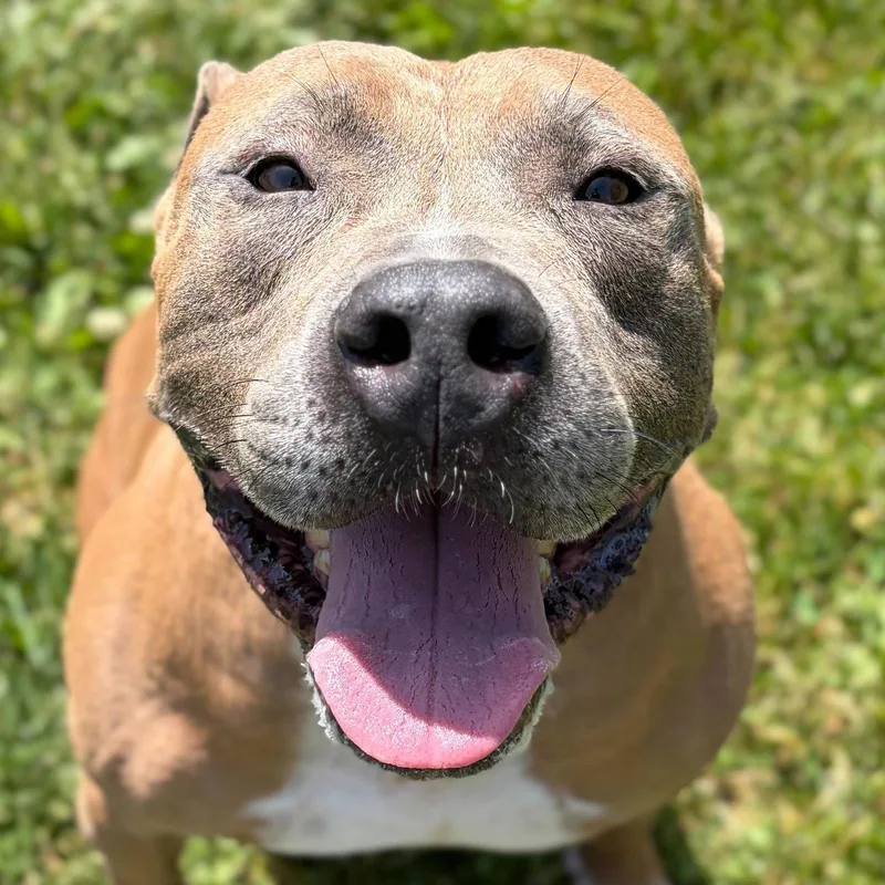 An adult large-sized male Pit Bull Terrier dog named Sher Khan for adoption in Jefferson, WI