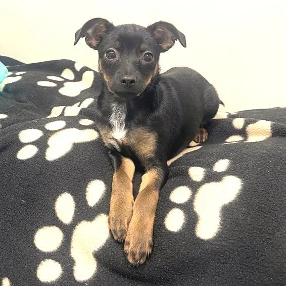 A baby small-sized female Chihuahua dog named Pep for adoption in Los Angeles, CA