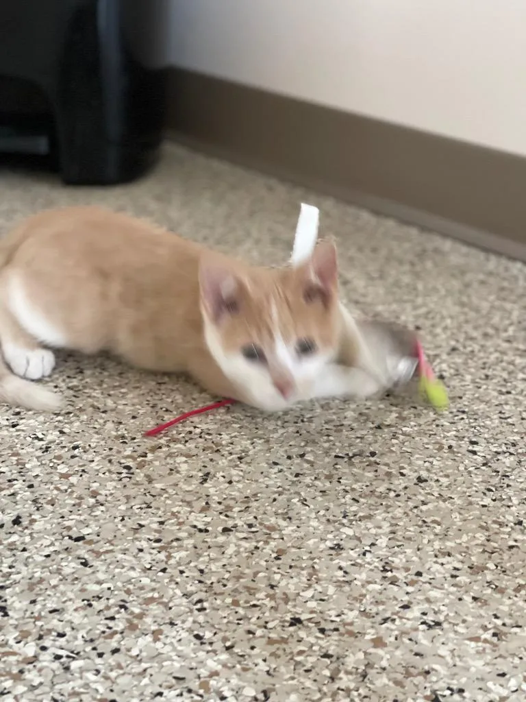 Jj