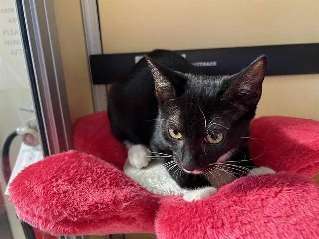 A baby small-sized male Domestic Short Hair cat named Kelvin for adoption in Lancaster, CA