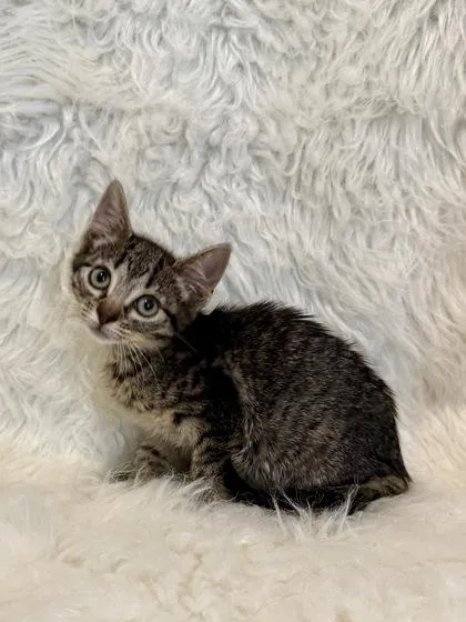 A baby medium-sized female Domestic Short Hair cat named Cove for adoption in Picayune, MS
