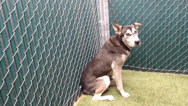 A young medium-sized male Siberian Husky dog named Mo for adoption in Downey, CA