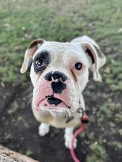 Kristoff