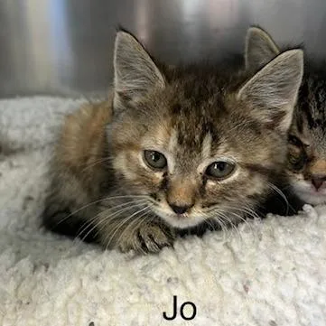 A baby small-sized female Calico Domestic Medium Hair cat named Jo for adoption in Knoxville, TN