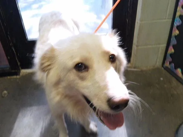 A young medium-sized male Great Pyrenees dog named Buster for adoption in Tulsa, OK