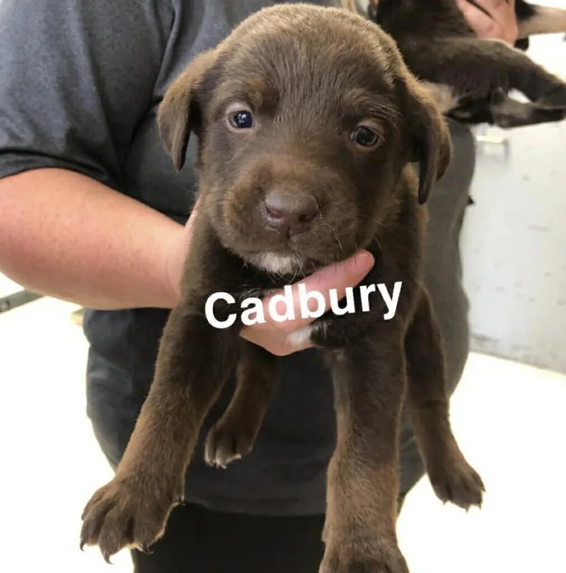 Cadbury