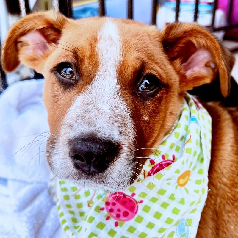 A baby small-sized male Brown / Chocolate Mixed Breed dog named Sylvester for adoption in Fredericksburg, VA