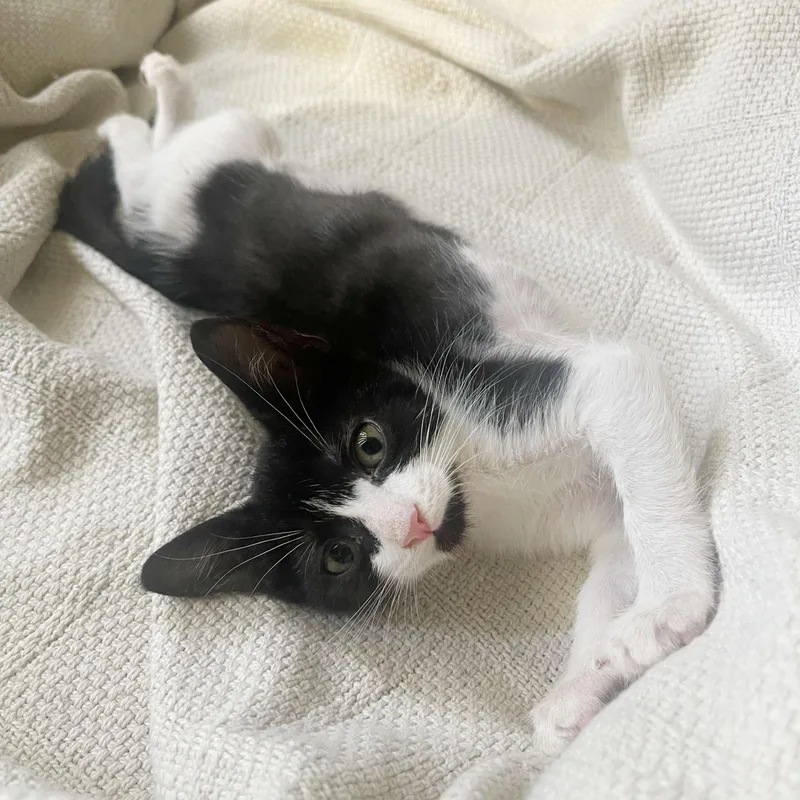 A baby medium-sized male Black & White / Tuxedo Domestic Short Hair cat named Fiber for adoption in BROOKLYN, NY
