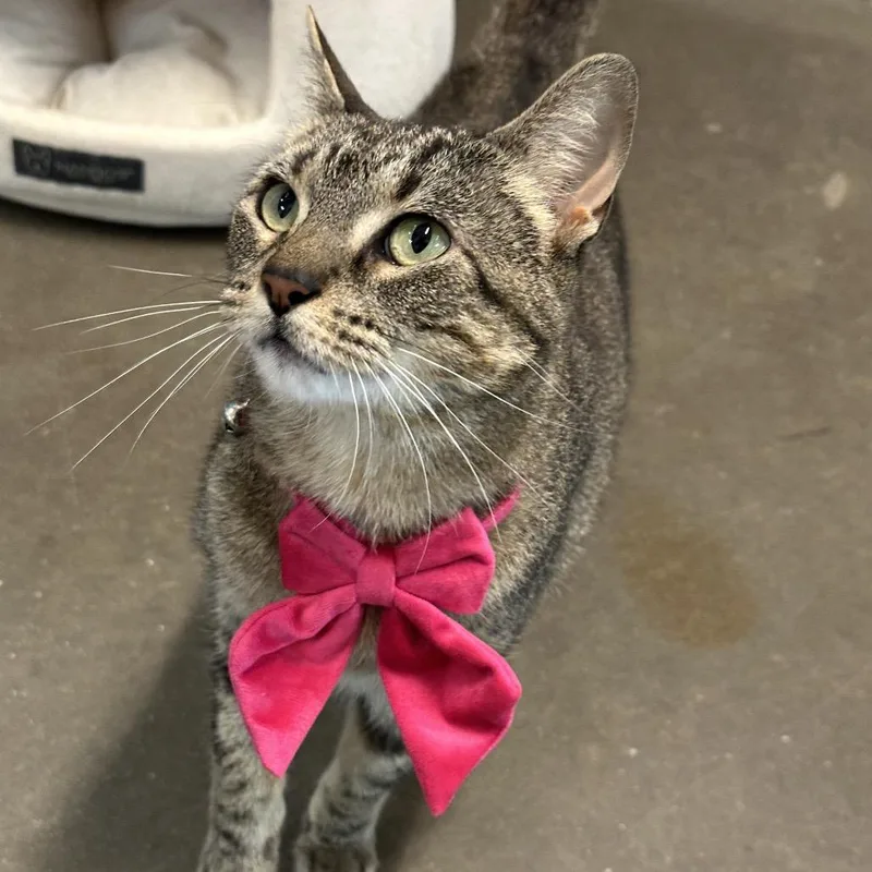 An adult medium-sized female Tabby (Brown / Chocolate) Domestic Short Hair cat named Gizmo for adoption in Evanston, IL